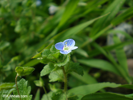 iska-blueflower2 iska-blueflower2