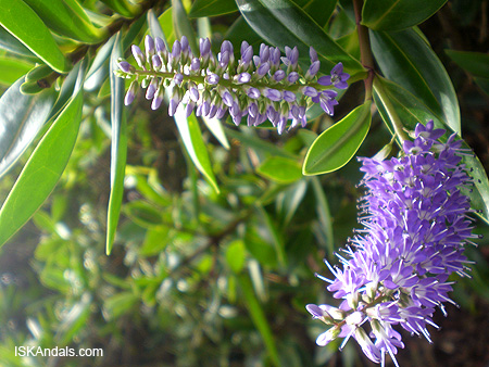 Purple flower Purple flower