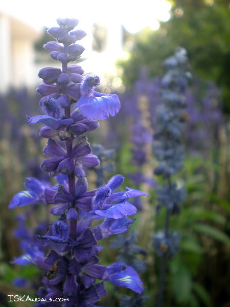 Purple flower Purple flower