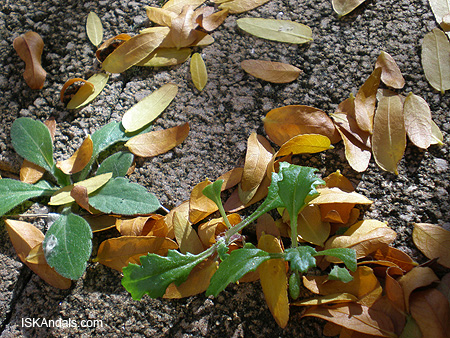 Dry leaves