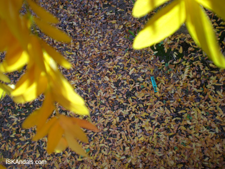 Dry leaves